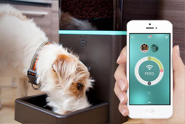 racket Thorny four times Smart bowl for dogs and cats: the idea of PETNET - IoT Worlds